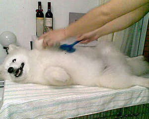 如何挑选狗狗用的梳子