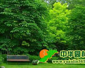 园林植物的整形修剪与造型（图）