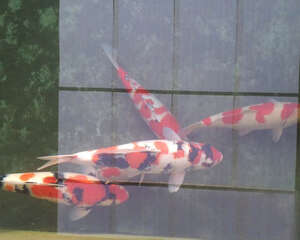 锦鲤的养殖方法