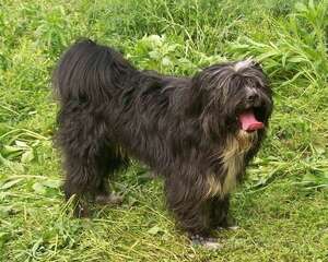 西藏梗的性格特点