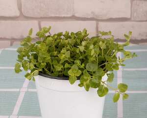 薄荷怎么在室内养殖