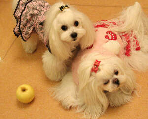 马尔济斯犬的饲养要点