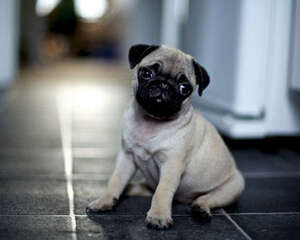 巴哥犬怎么修剪毛