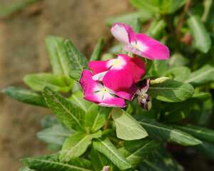 长春花花期施肥