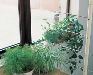 用植物给房子“排污”(图)