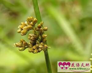 灯心草的花语：温顺、顺从