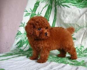 狗狗美容从幼犬开始