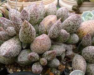 多肉植物玛丽安的养殖方法