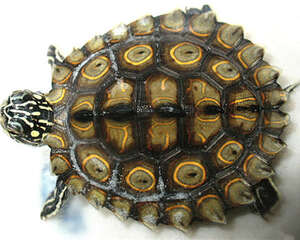 黄斑地图龟的养护要点