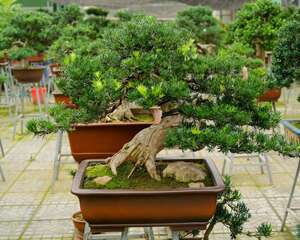 罗汉松的果实能吃吗