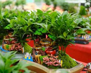 竹柏可以水培吗