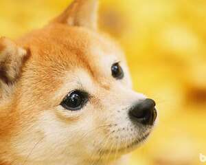 柴犬毛色发白的原因是什么，如何可以加深柴犬的毛色