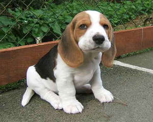 为人类的健康牺牲，常见的实验用犬——比格犬