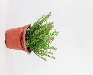 萼距花的繁殖方式