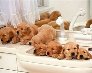 狗狗洗澡时需要注意的事项