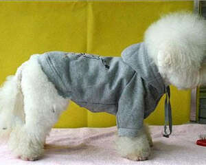 狗狗衣服的穿搭讲究