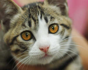 如何判断猫咪是否患有传染病