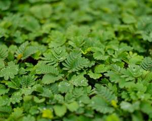 含羞草的特点（植物含羞草），含羞草图片