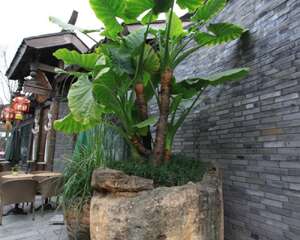 海芋的主要功效及其价值