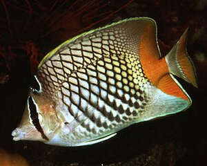 红尾蝶的喂食要点