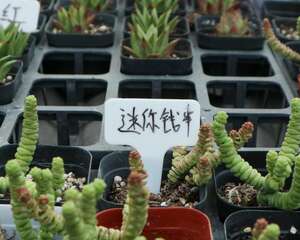 钱串子叶子发黄怎么办