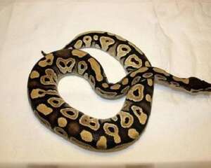 宠物蛇咬人吗？关于蛇的七大误区