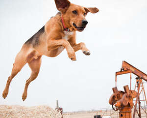 美国猎狐犬呕吐怎么办