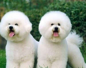 怎么给比熊进行保健？