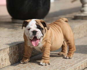 英国斗牛犬的养护知识