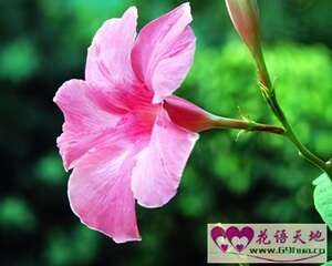 粉色牵牛花的花语：纤纤柔情