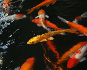 幼鱼锦鲤怎么养