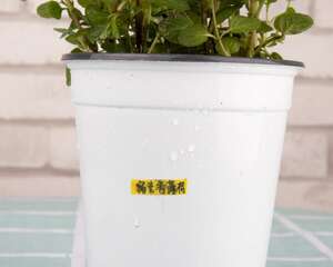 薄荷怎么养