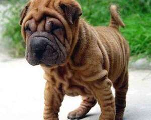 沙皮狗贵吗？怎么挑选？