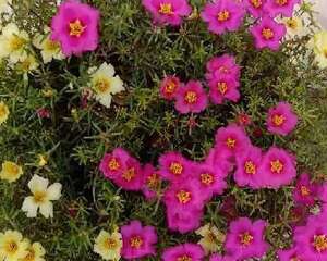 晒不死的花，一开一大簇，10天开出花地毯！