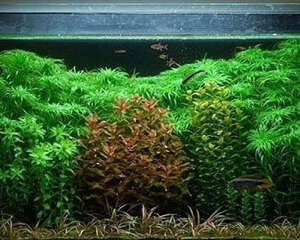 水族箱内水草摆放及配置的规则