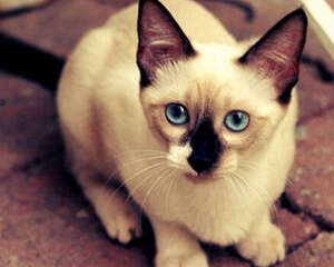 暹罗猫日常护理注意事项