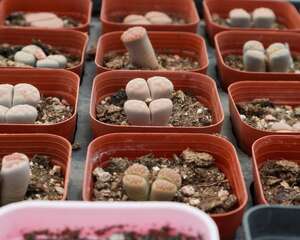 生石花从授粉取种到苗期管理全过程