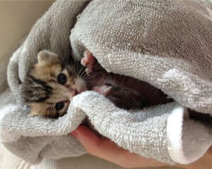 新猫日常生活用品单