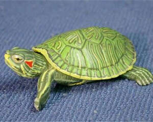 巴西龟冬眠要多久？