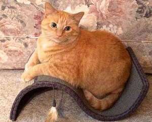 什么情况下猫咪才需要吃营养膏？