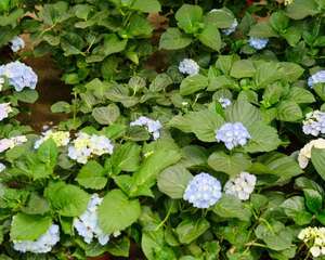 八仙花的花期管理