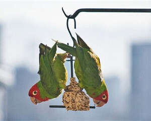 红面具锥尾鹦鹉的饲养知识