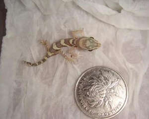 豹猫守宫的饲养箱设置建议