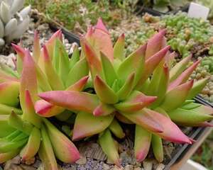 赤鬼城(Crassula fusca)图片