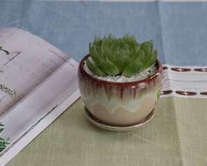 玉露的水培方法