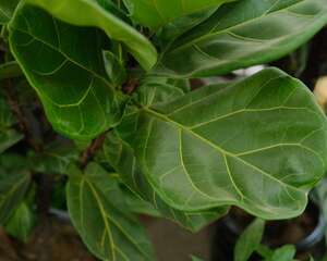 琴叶榕掉叶子怎么办，这样做叶片更健康！