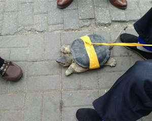 龟可以在室外溜吗？