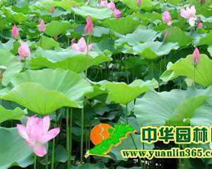 莲花的栽种培养技术要点简介
