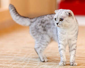 饲养猫咪的25个小知识