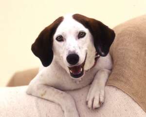 木糖醇可导致狗狗死亡